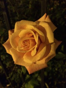 This Rose Represents All Of This Summer's Beauty