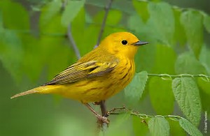 yellowwarbler