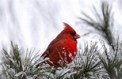cardinal